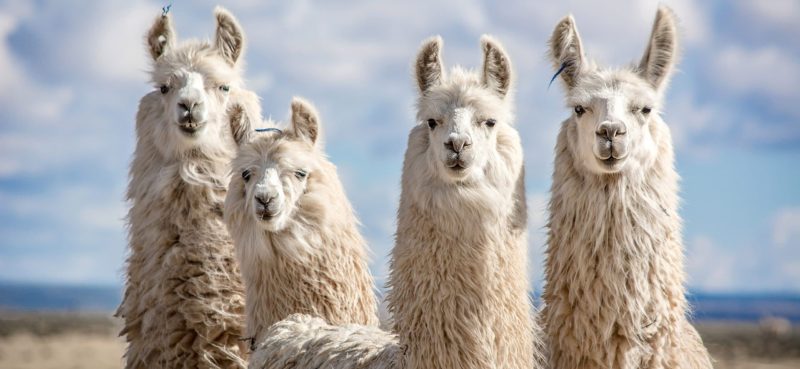 Alpacas