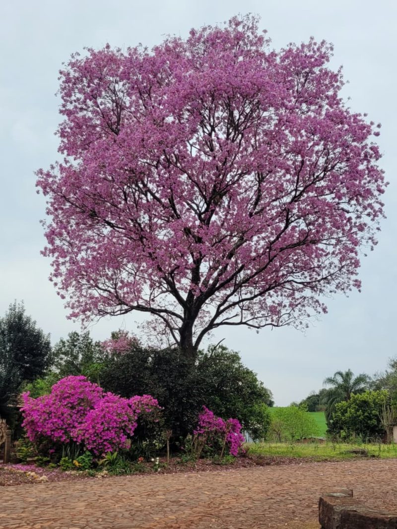 Foto Ipê Roxo - São Paulo das Missões 304